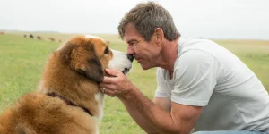 a dog's purpose 2017